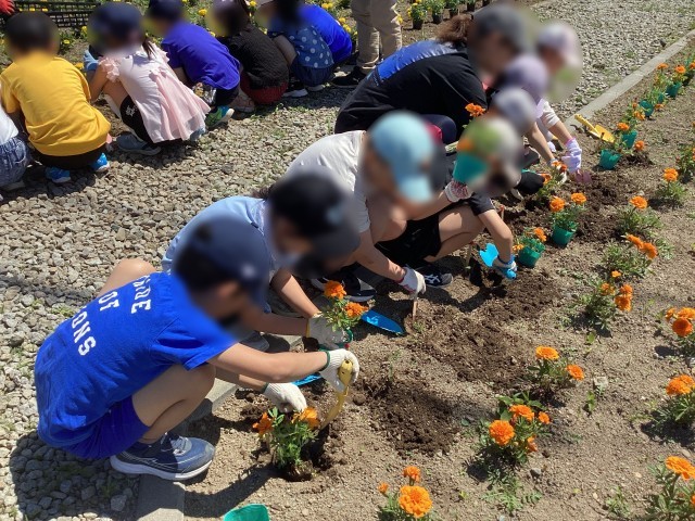 花の苗の植え付け