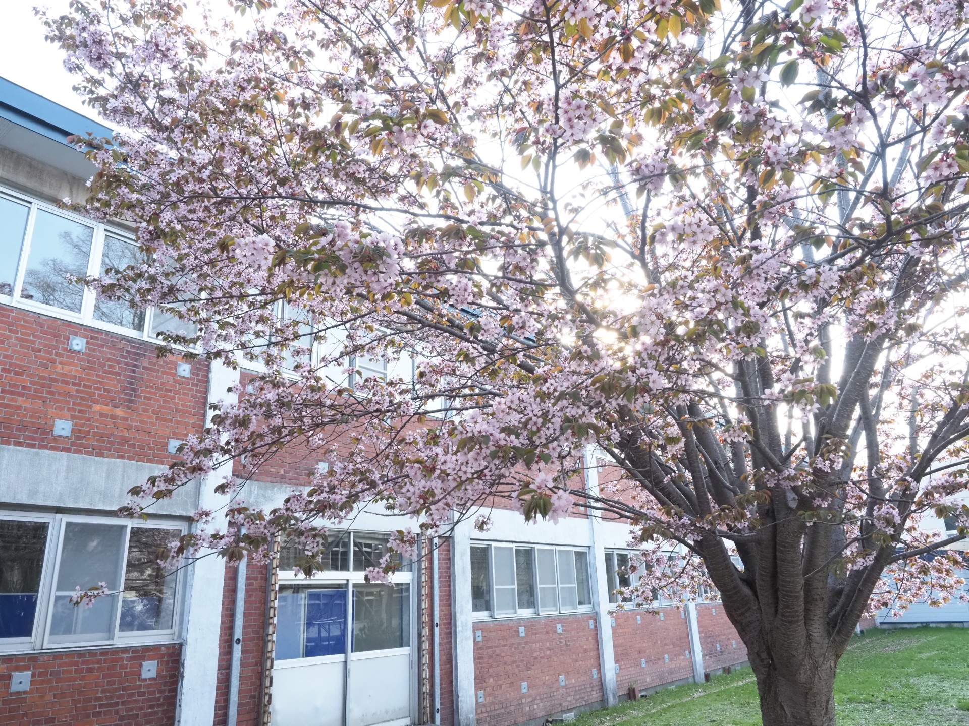 nakaniwa-sakura-spring
