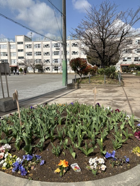 チューリップも咲きそうです