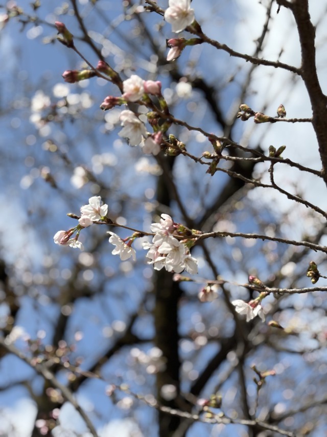 桜、開花しています。