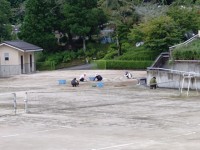 校庭の草取り