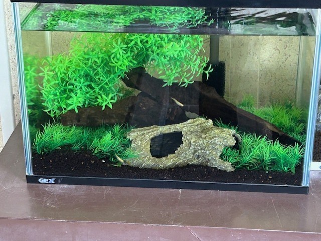 ヒメダカ