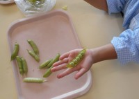 えんどう豆