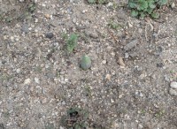 ２学期に生活委員がうえたチューリップの芽がでてきました