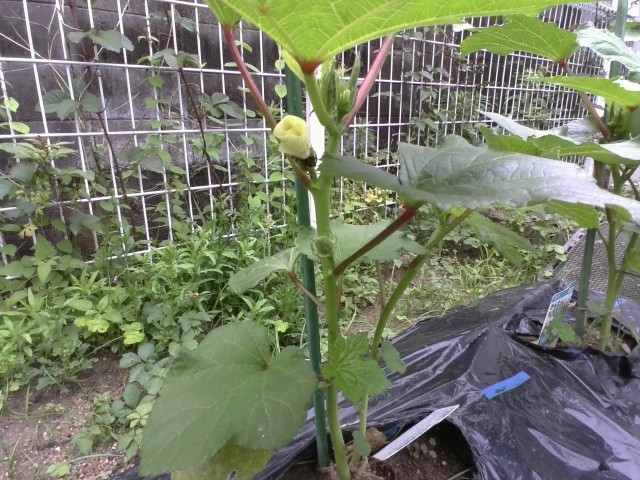 オクラ